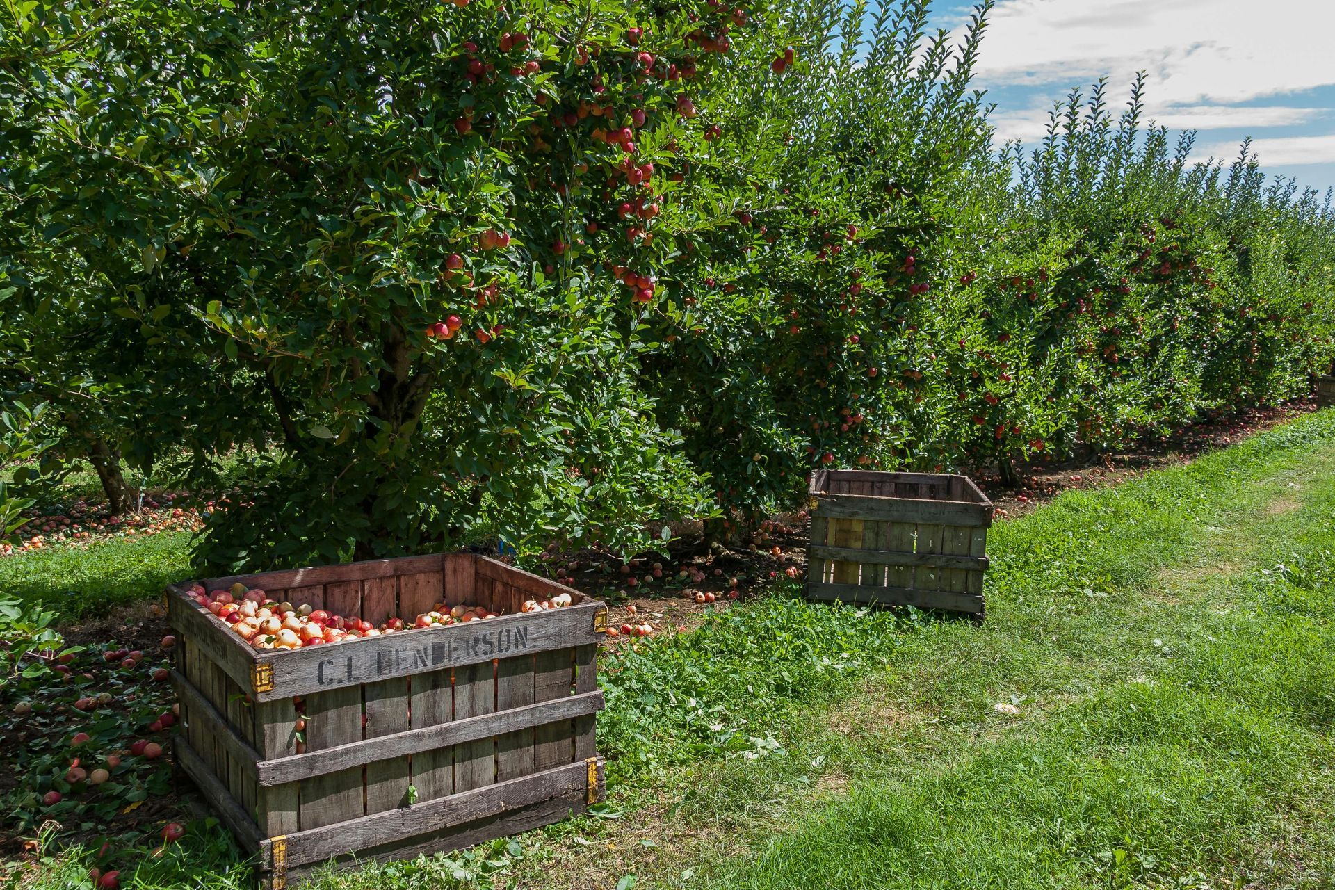 Wooden crates of harvested apples beside rows of fruit trees in an orchard