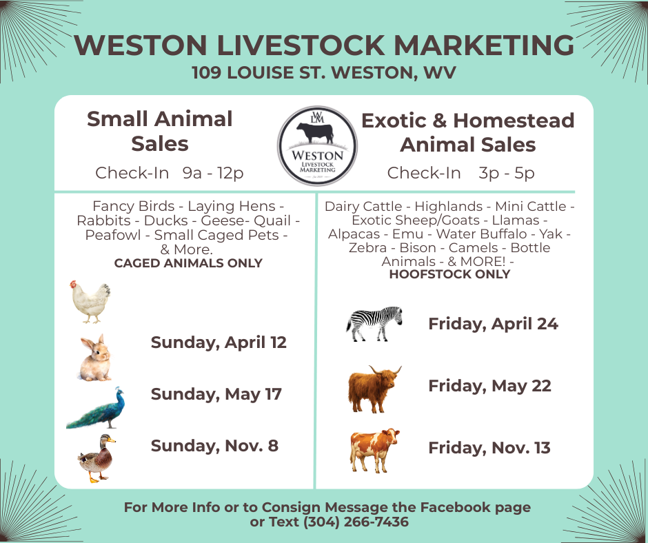 Flyer for Weston Livestock Marketing with animal sale dates, locations, and contact info.