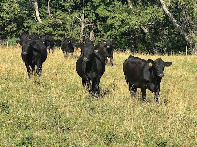 Black Angus cattle grazing in a grassy field, trees in the background.