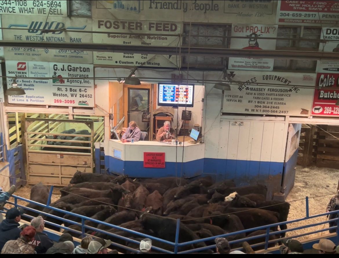 Auction house with cattle in pen; auctioneers at desk, bidders in foreground.