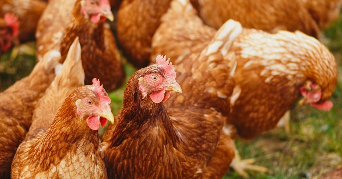 Brown hens gathered outdoors.
