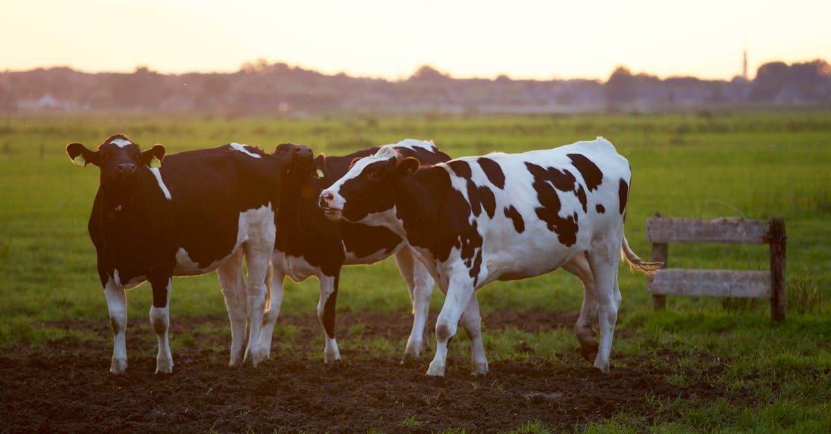 Three black and white cows standing in a grassy field, lit by a warm sunset.