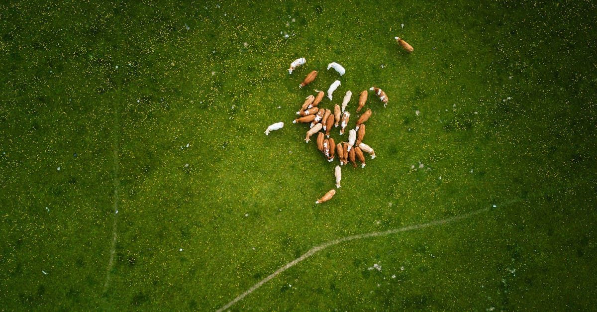 Small herd of brown and white animals on a textured green surface.
