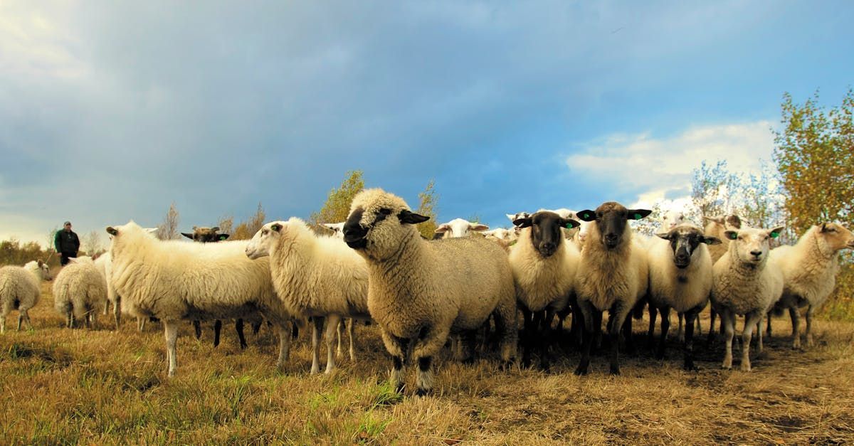 Flock of sheep grazing in a field under a cloudy sky. Some sheep have black faces.