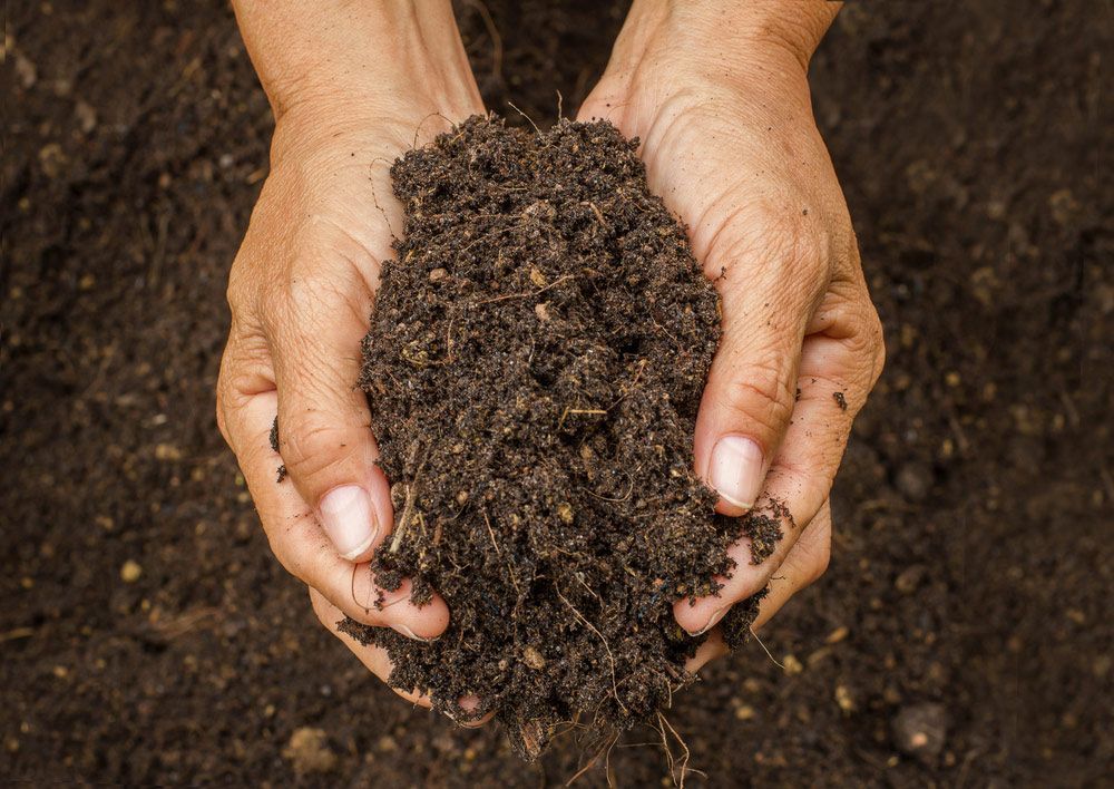 A Hand Holding A Handful Of Soil In Port Macquarie