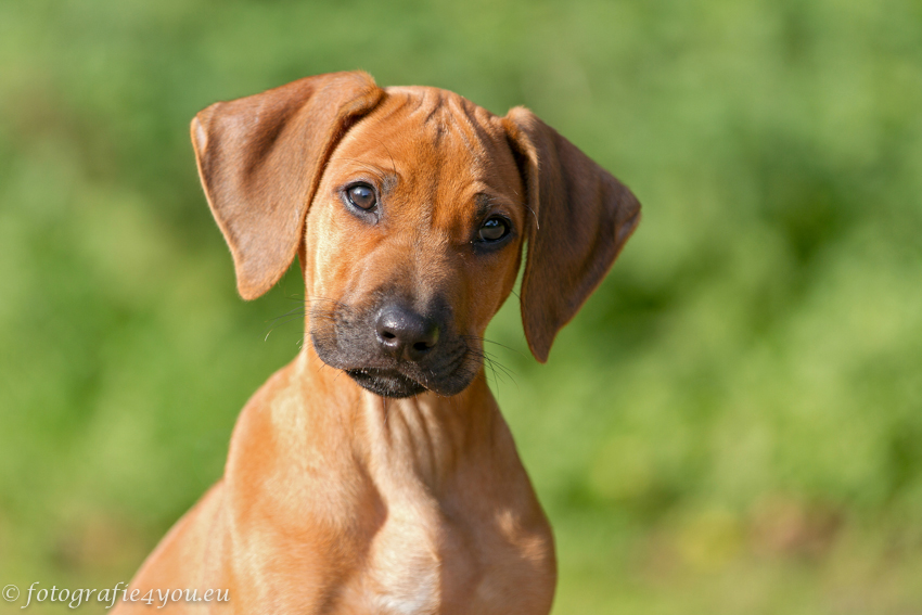 Rhodesian Ridgeback puppy kijkt vragend in de camera - de juiste hond kiezen