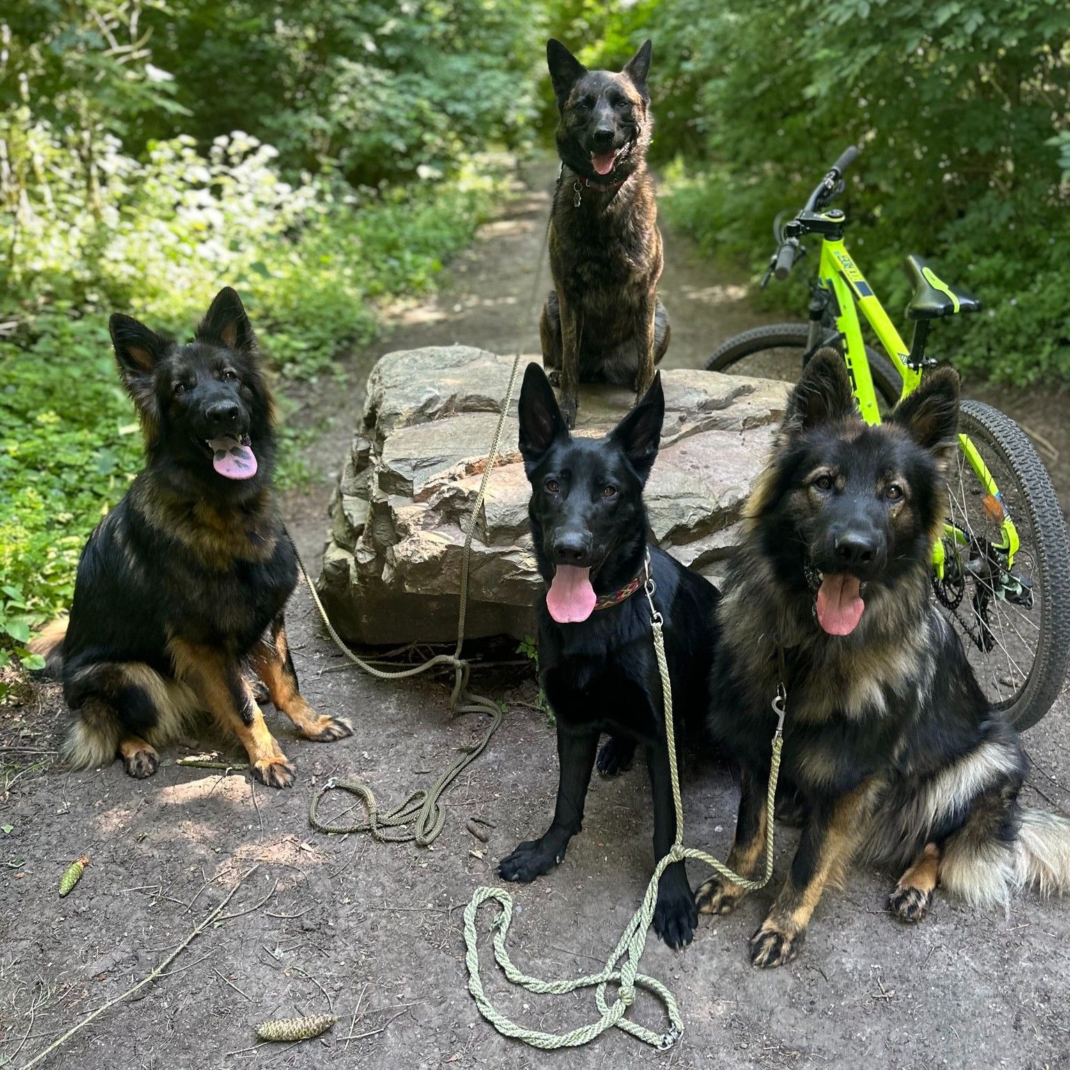 Four German Shepherds sit on a rock next to a bicycle.