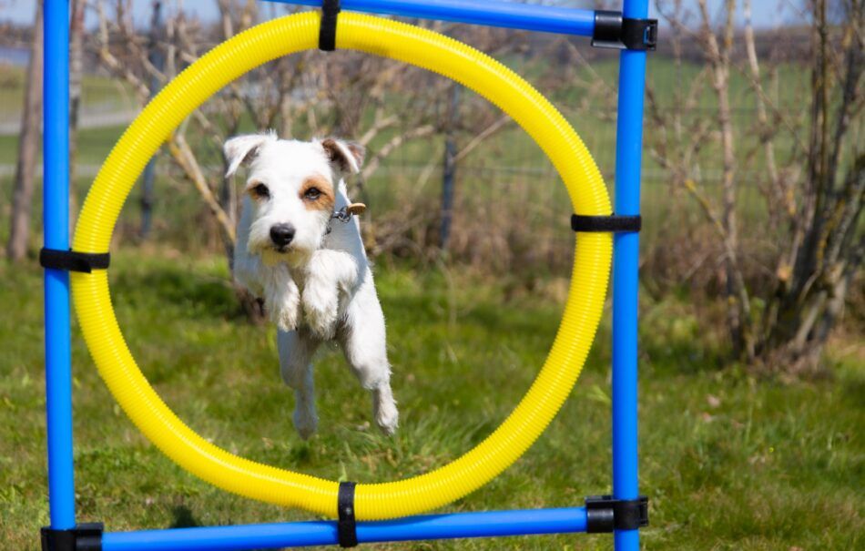 Hond springt door agility band