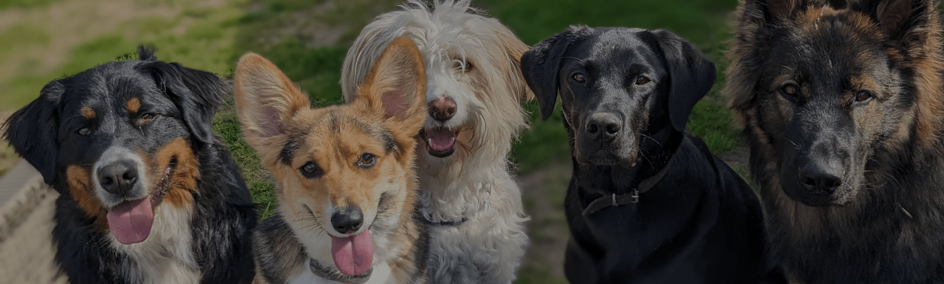 Een groep honden zit naast elkaar en kijkt naar de camera.