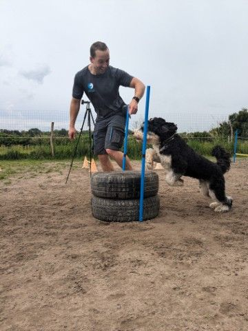 Alexander oefent met Jones een bernerdoodle een sprong