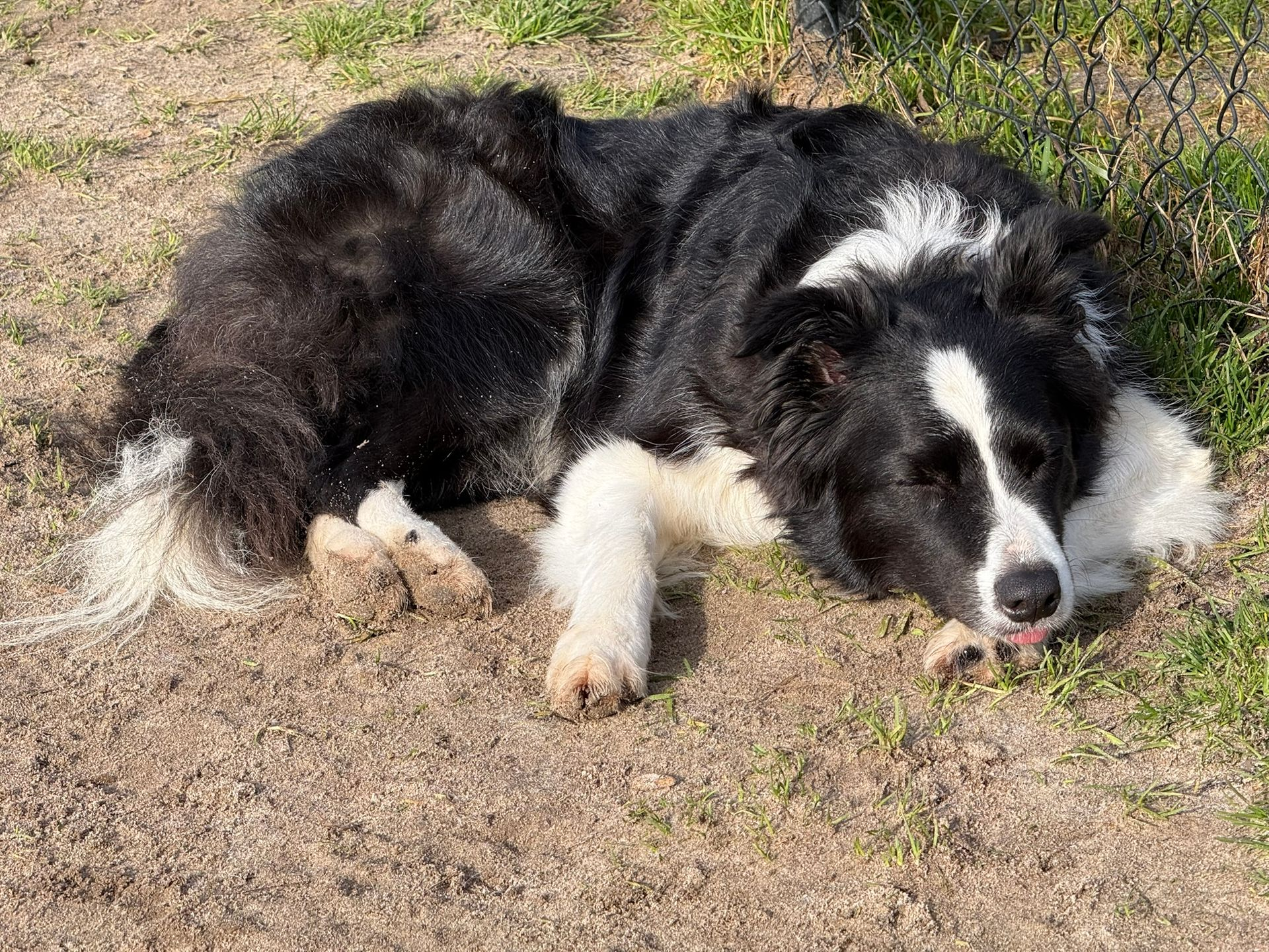 Border Collie slaapt en is in balans
