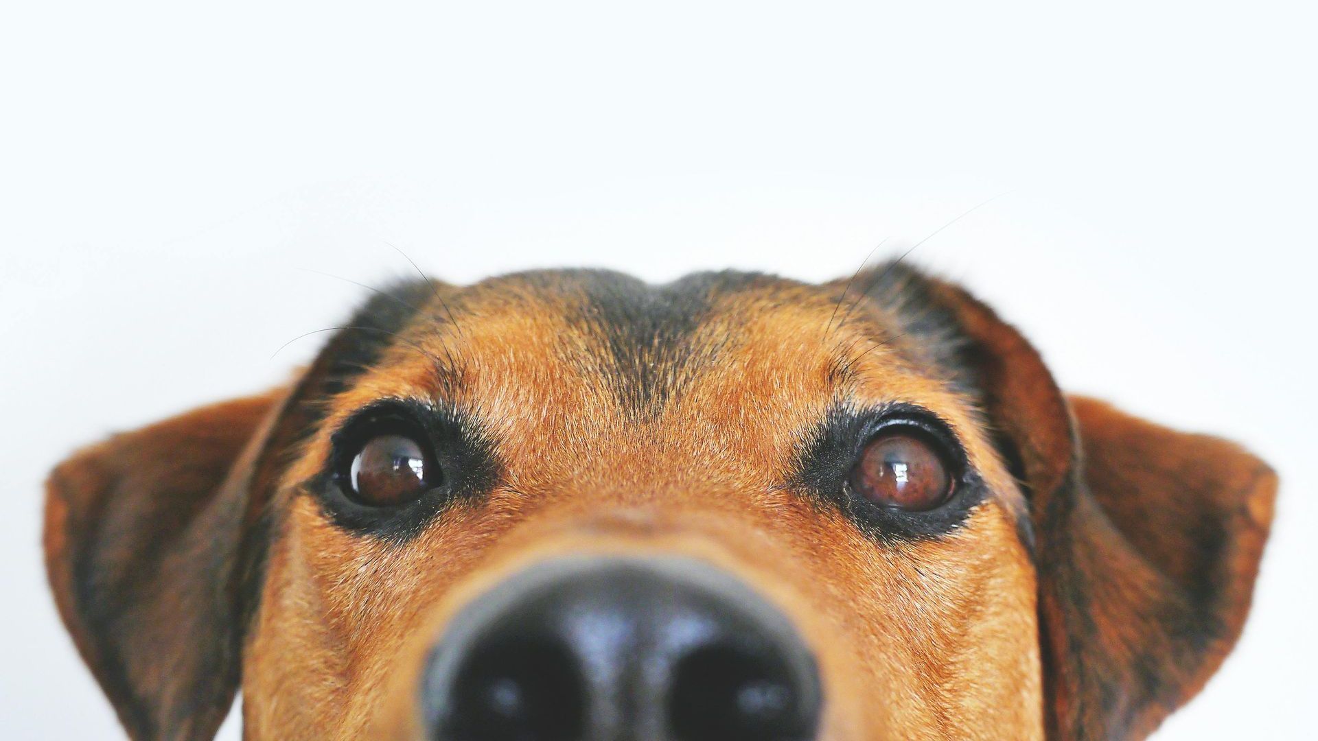 Hondgezicht close-up