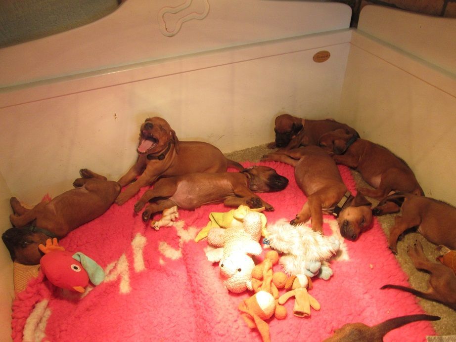 Nestje puppy's bij een verantwoorde fokker in huiselijke kring