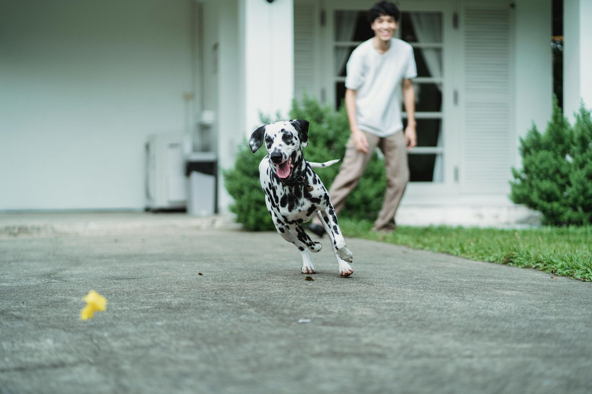 Dalmatier hond rent achter speelgoed aan