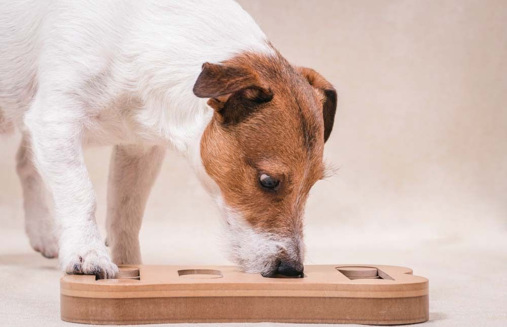 Een hond snuffelt aan een houten puzzel.