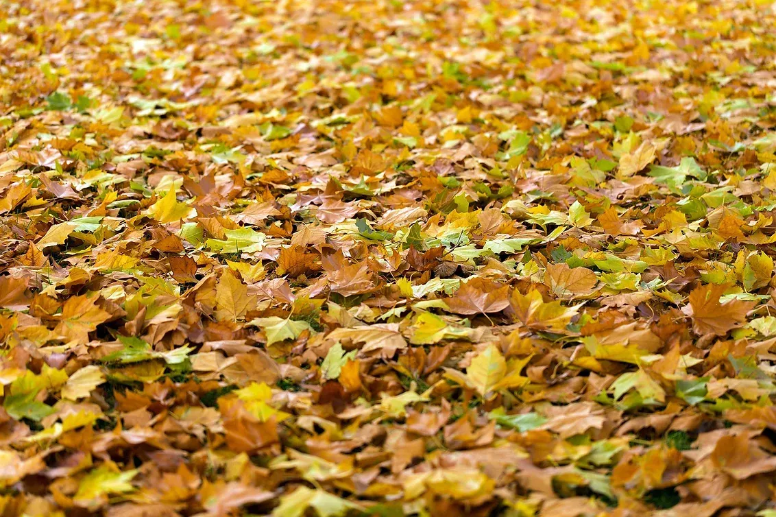 A pile of yellow and green leaves on the ground