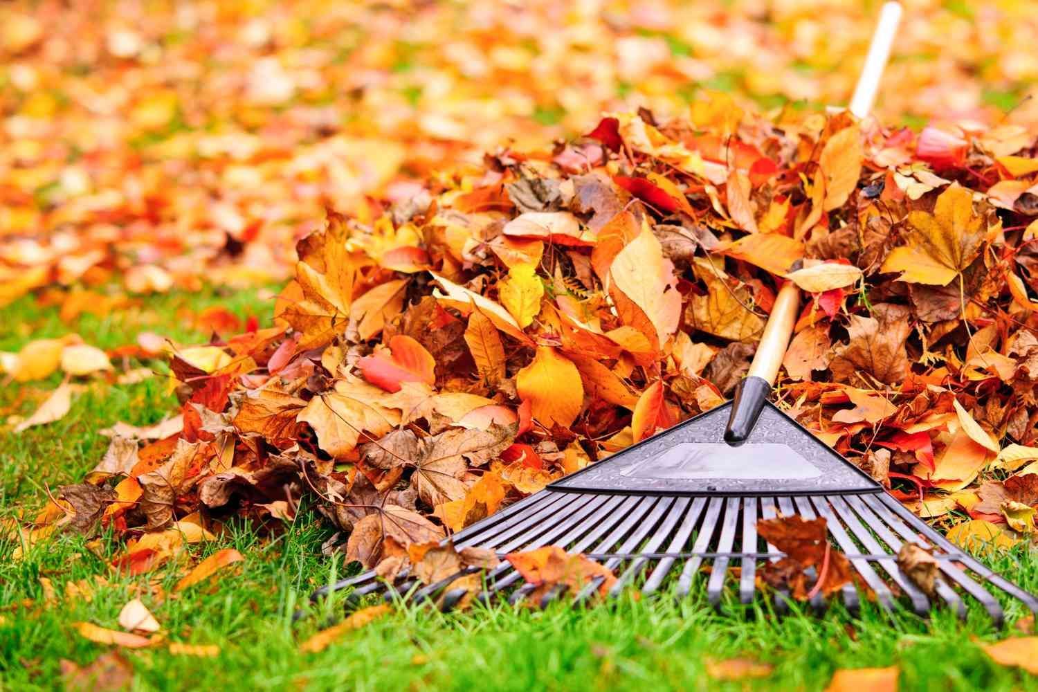 A rake is sitting on top of a pile of leaves.