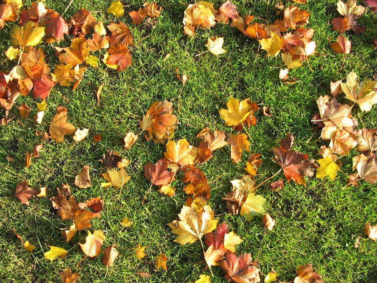A bunch of leaves are laying on the grass