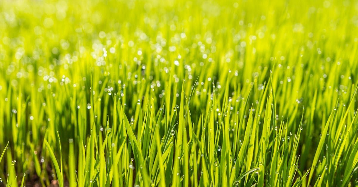 A close up of a field of green grass with water drops on it.