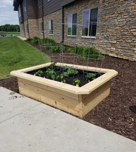 A rectangular raised wooden garden bed with tomato cages containing young plants sits on mulch next to a stone building.