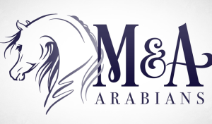 Logo for M&A Arabians featuring a stylized purple line drawing of an Arabian horse next to the text 