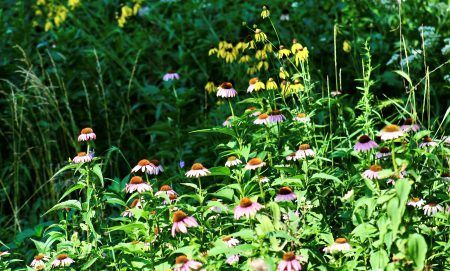 A garden scene with purple coneflowers in the foreground and yellow black-eyed Susans in the background.