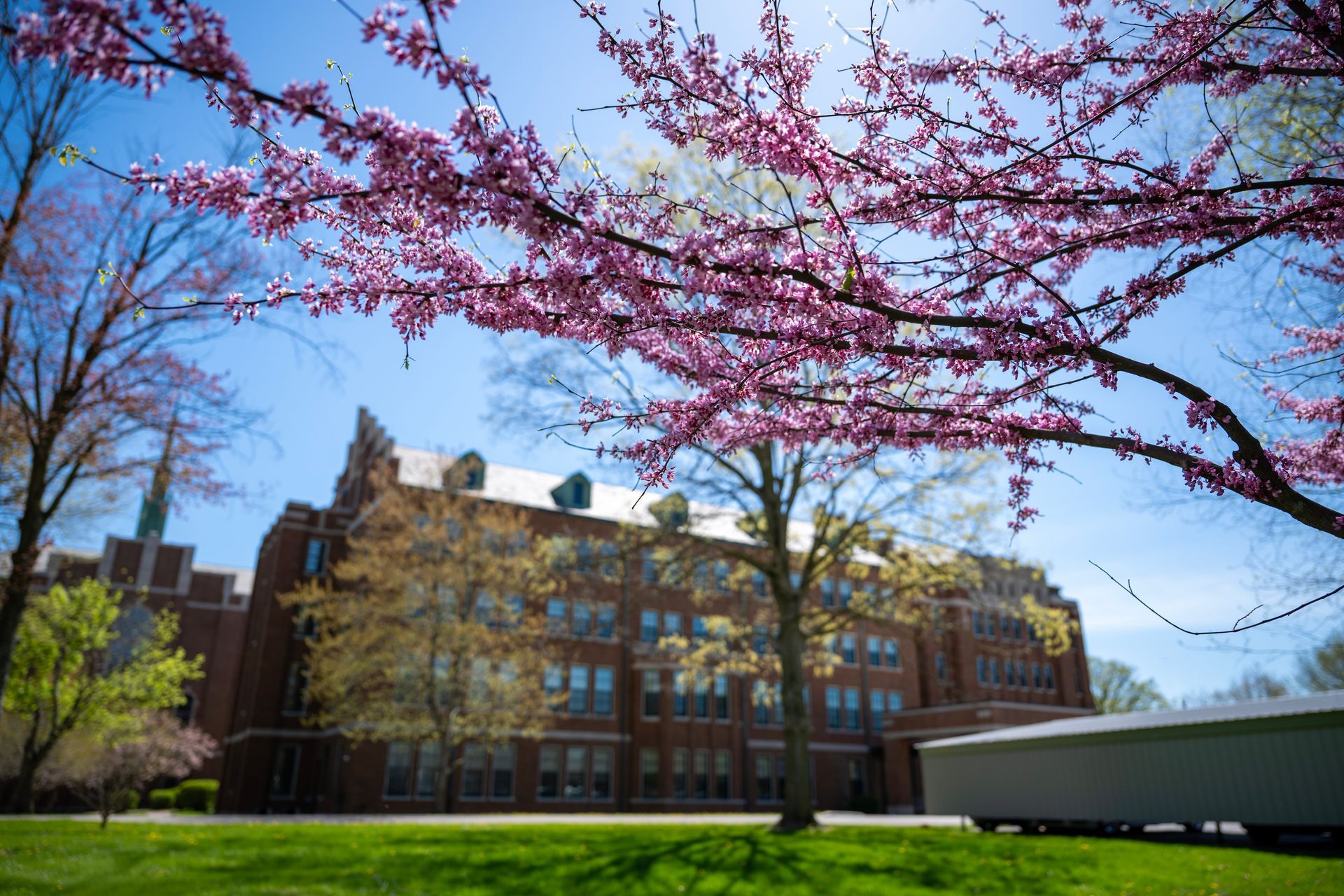 Brick campus building framed by pink blossoms and green lawn under a clear blue sky