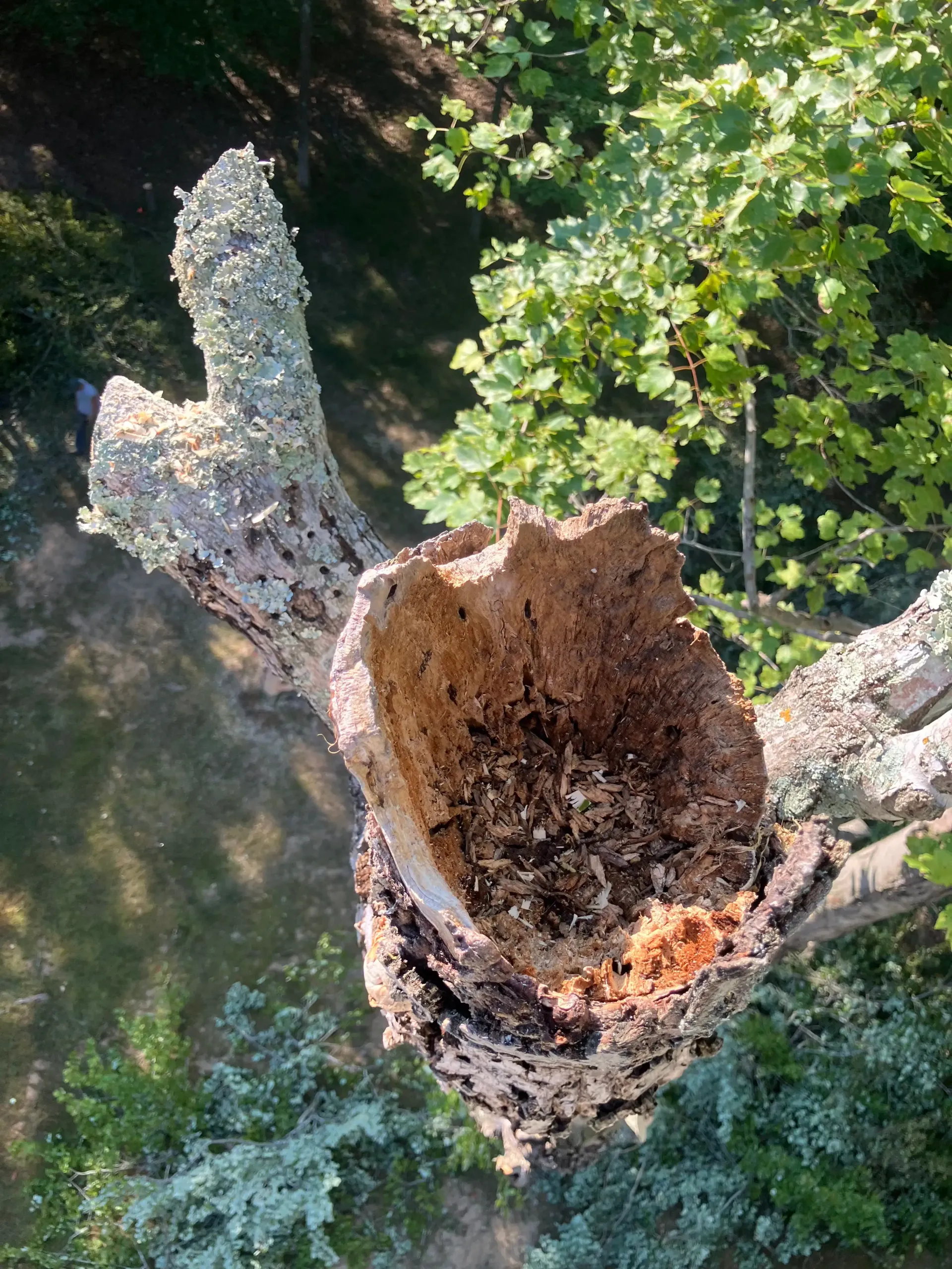 dead wood removal
