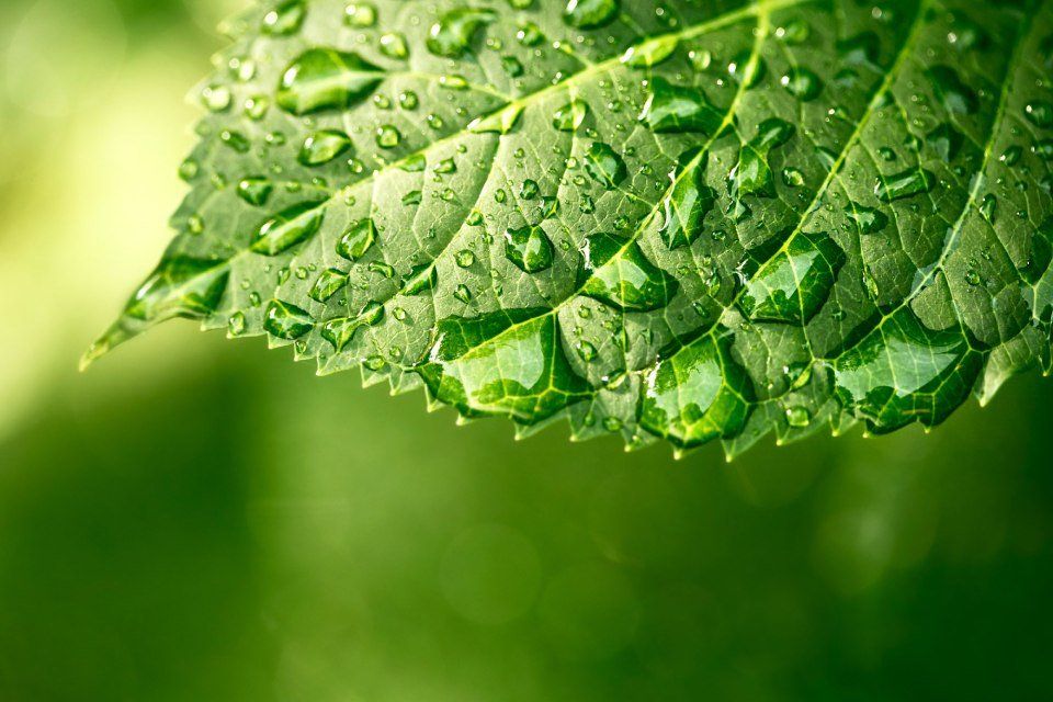 foglia verde
