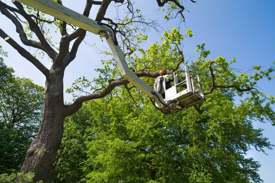 Manutenzione del verde