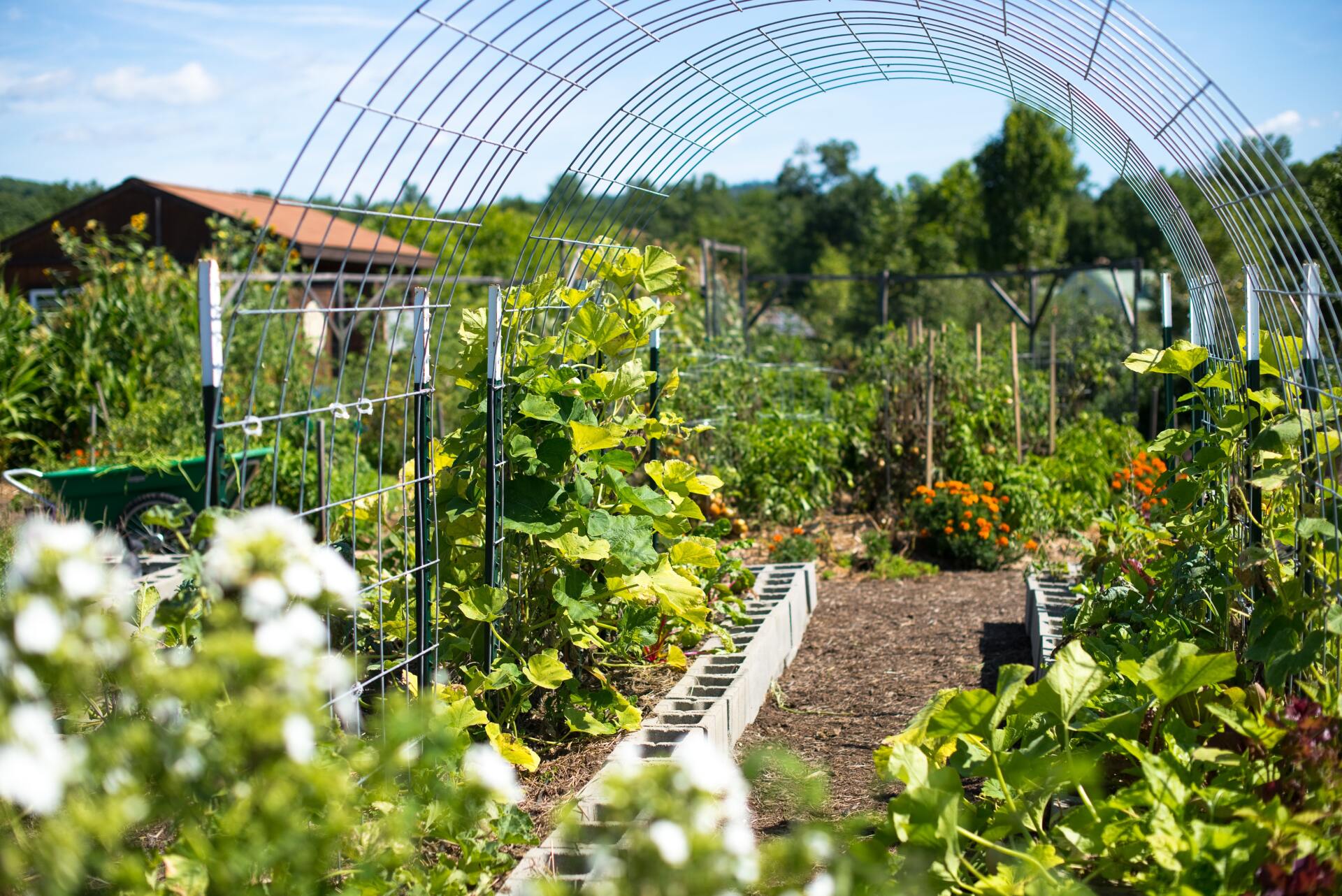 Where to find school garden resources
