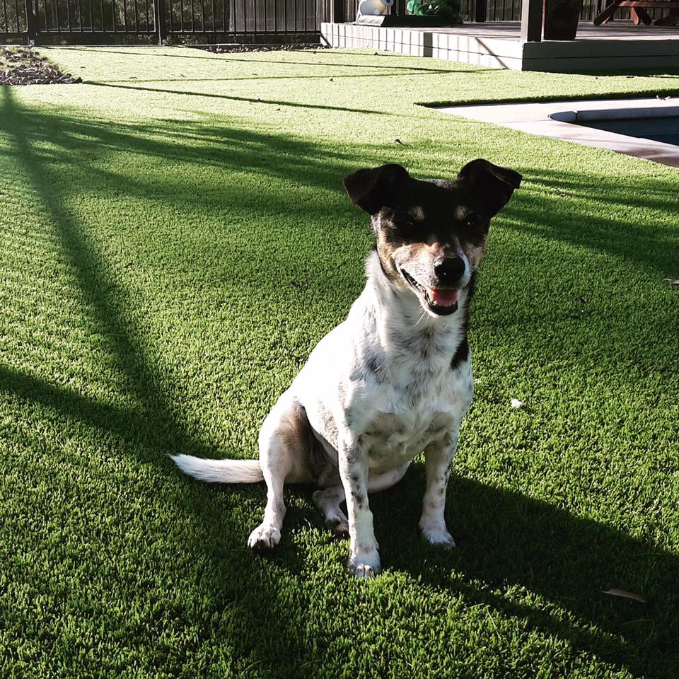 How To Get Smells Out Of Your Instant Turf