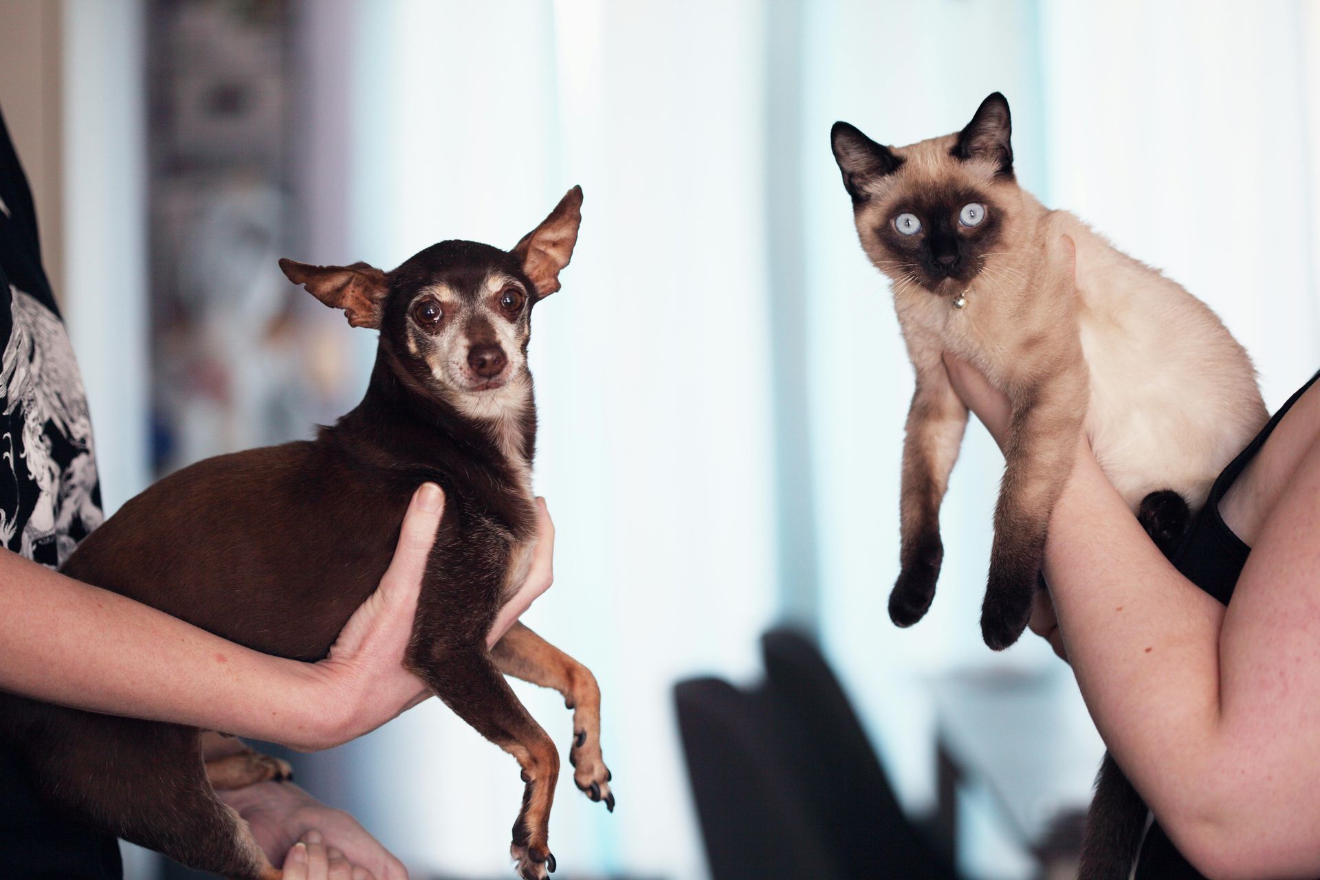 A person is holding a dog and a cat in their arms.