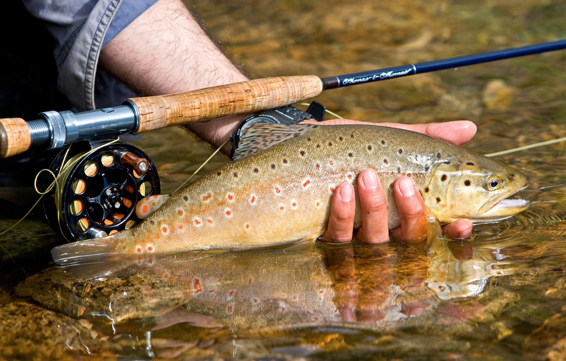 A person is holding a brown trout in their hands.