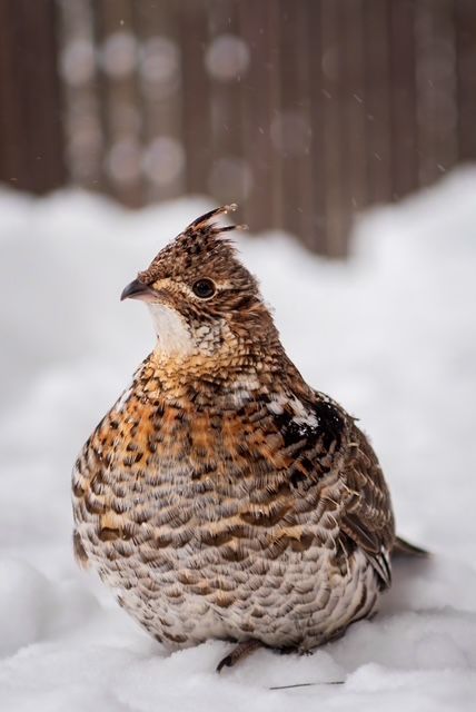 A small bird is sitting in the snow.