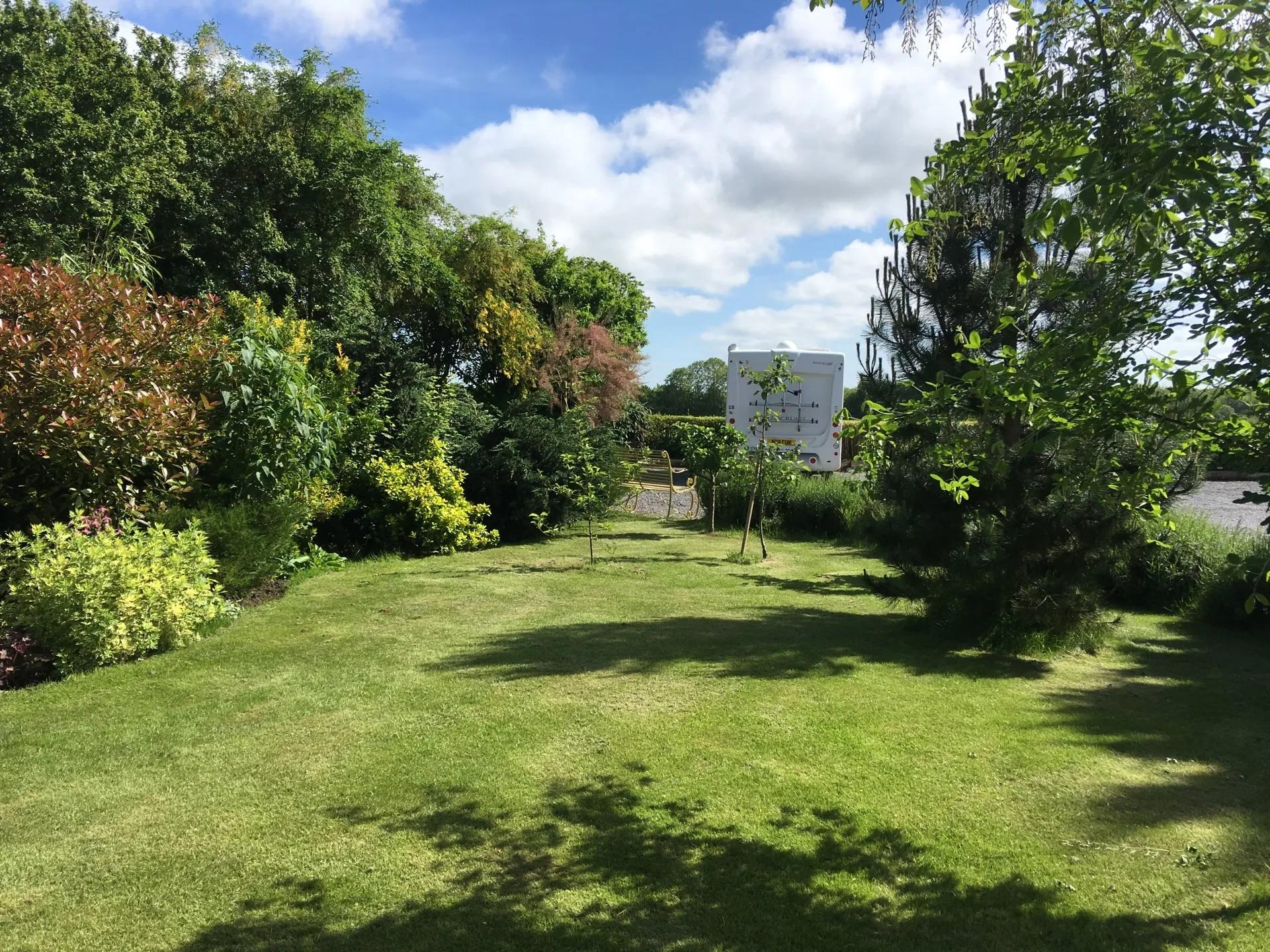 lush grass