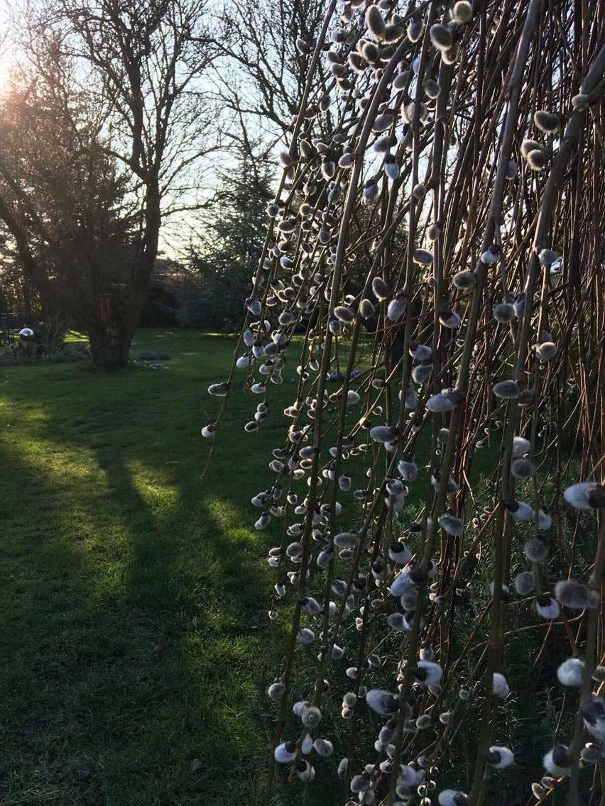 blooming trees