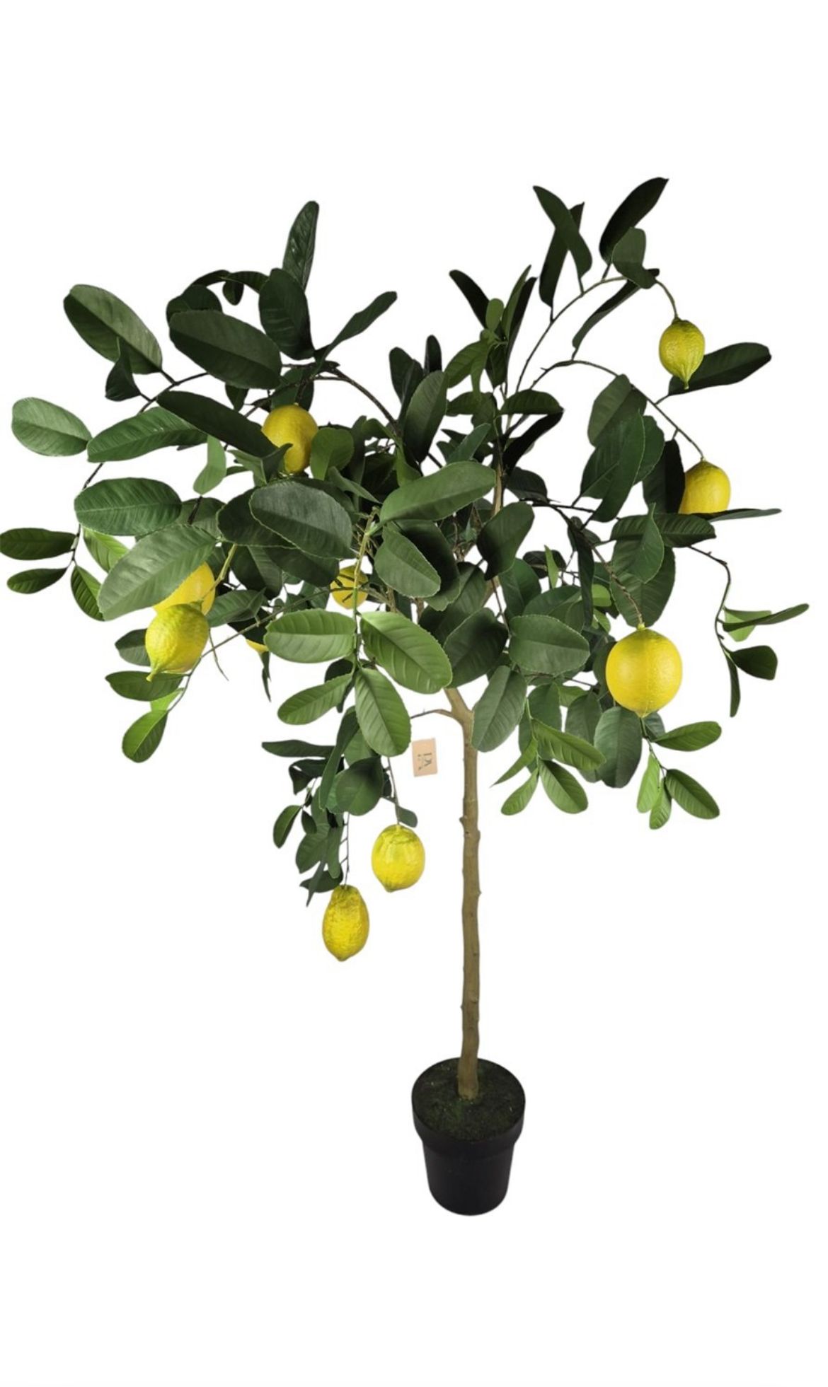 Lemon tree 15 lemons