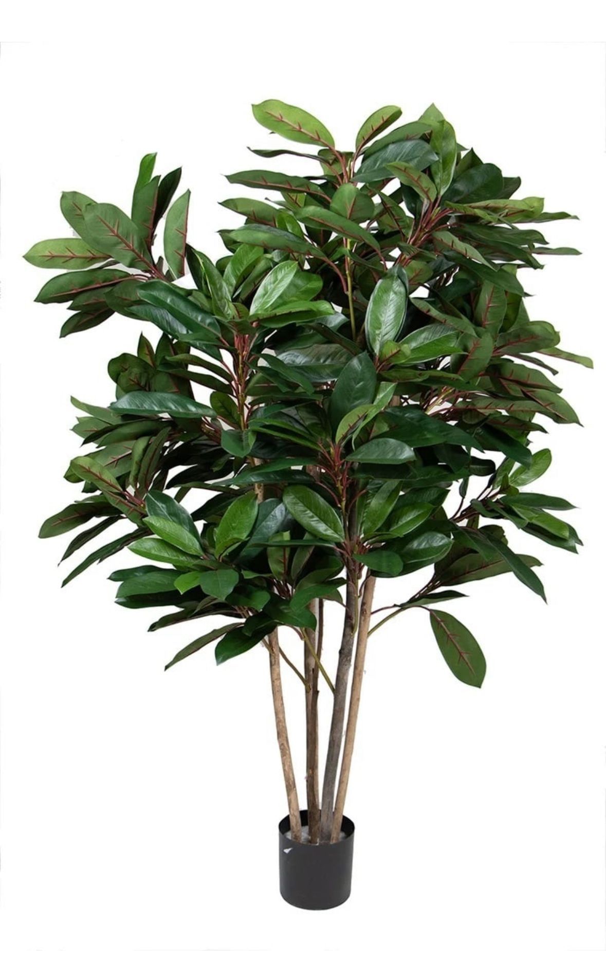 Schefflera Green 120cm