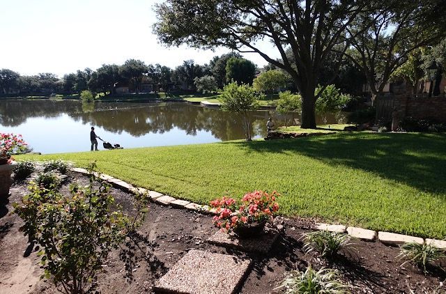Lakeside backyard with a person, ducks, green grass, and trees under a sunny sky.