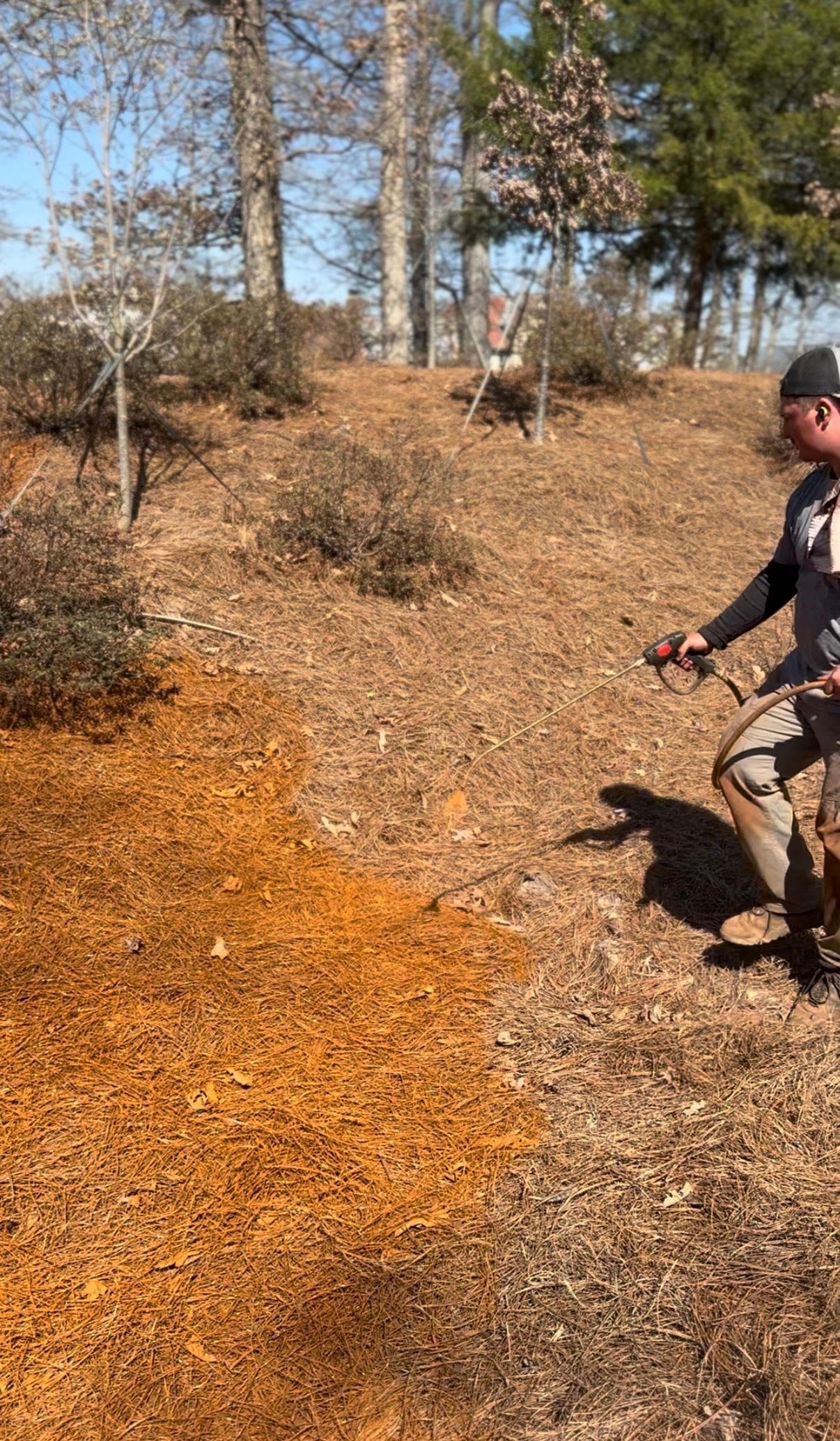 pinestraw colorant at the honors course in Tennessee