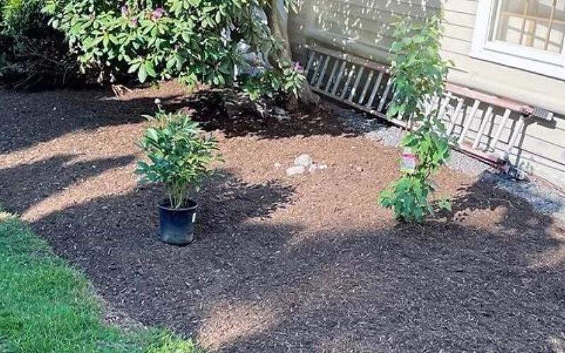 Lush brown mulch surrounds two plants and a tree, next to a house and a ladder.