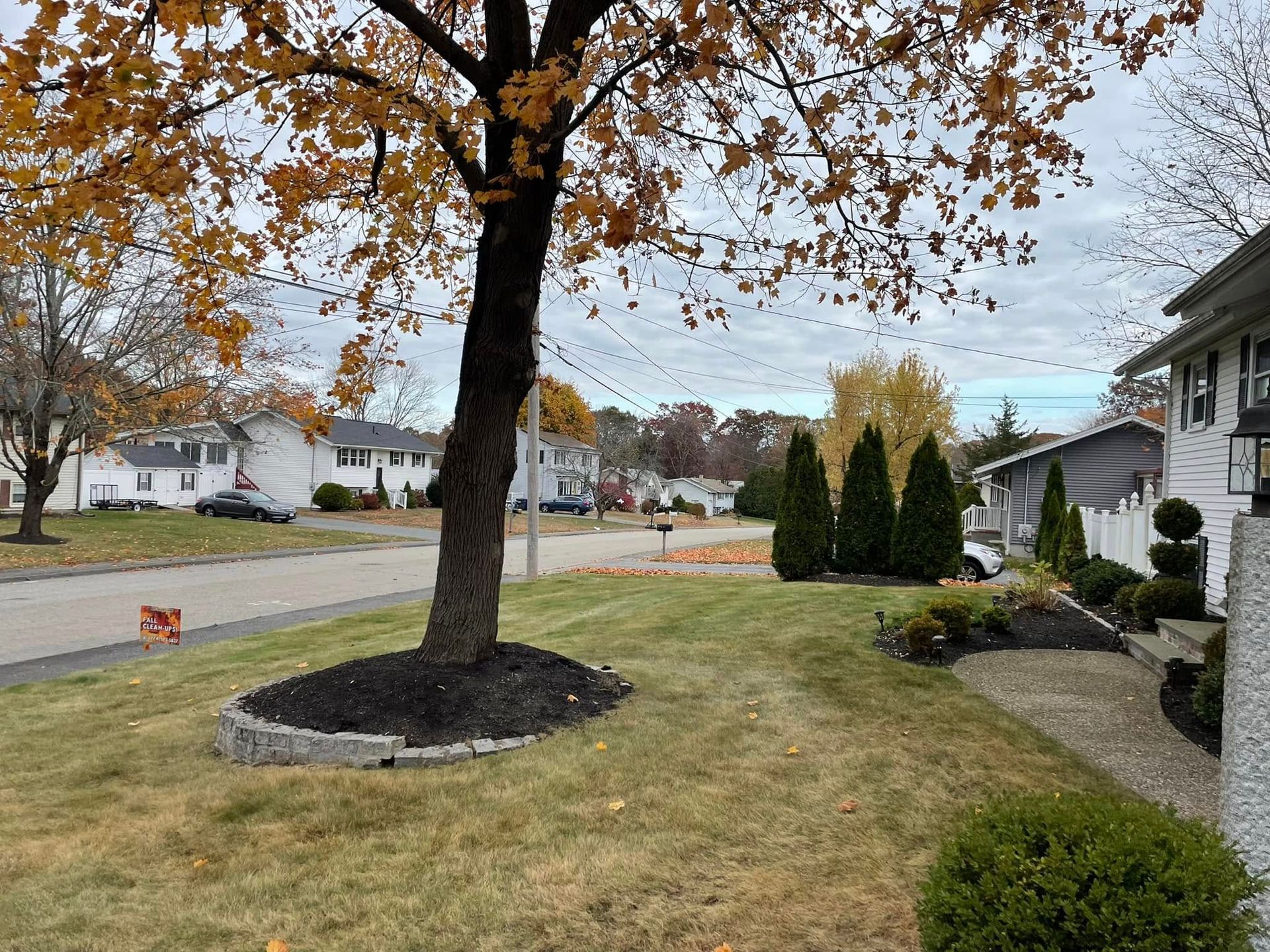 A tree with yellow leaves in a suburban neighborhood; grass and houses in the background on a cloudy day.