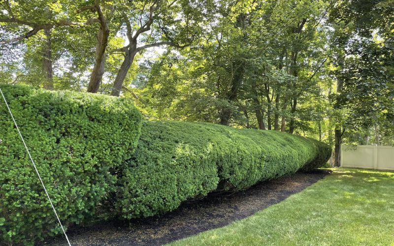 A long, trimmed green hedge in a yard with trees, grass, and a fence in the background.