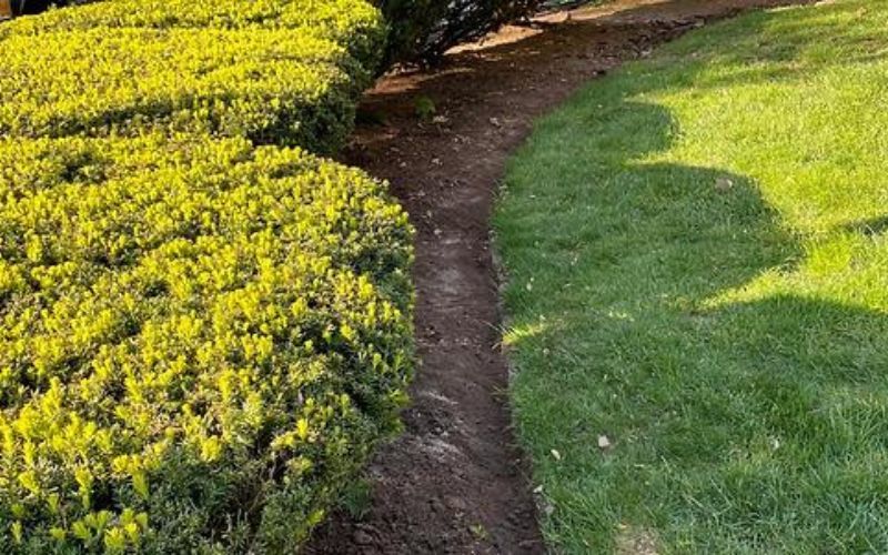 Lush green shrubs border a curved bed of soil next to bright green grass in sunlight.