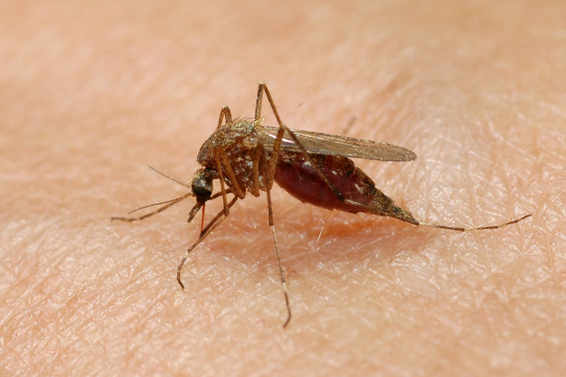 Mosquito Control — Camdenton, MO — Ozark Pest Solutions