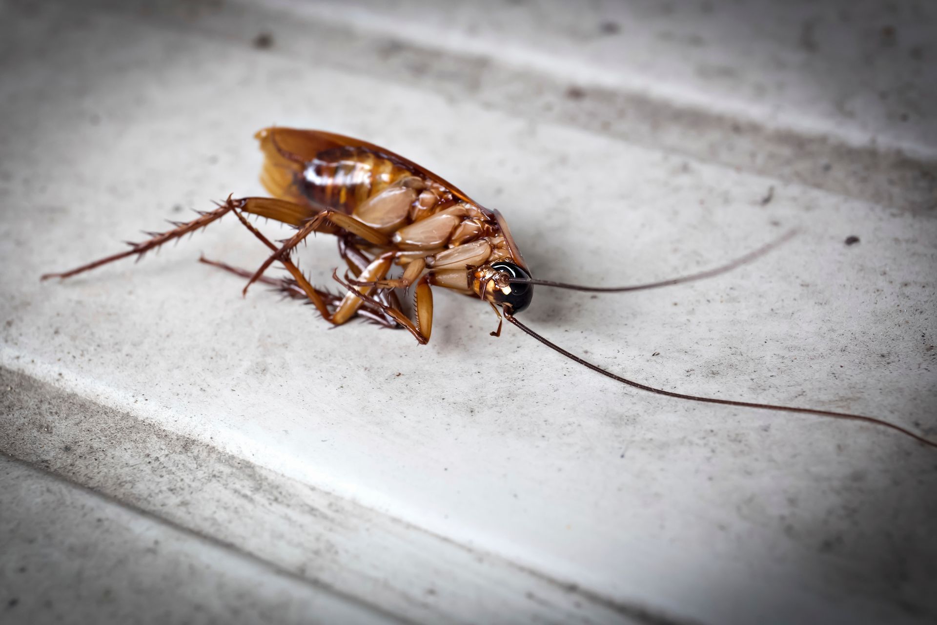 Roach Treatments — Camdenton, MO — Ozark Pest Solutions