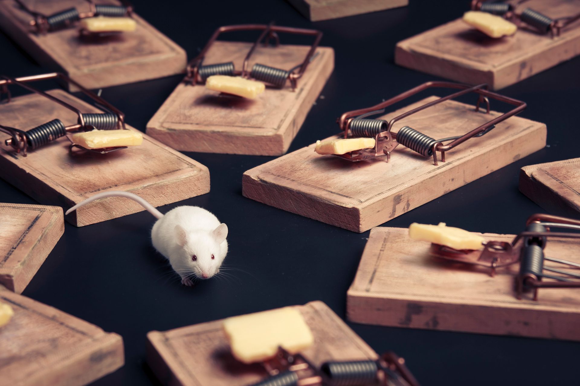 Mouse — Camdenton, MO — Ozark Pest Solutions