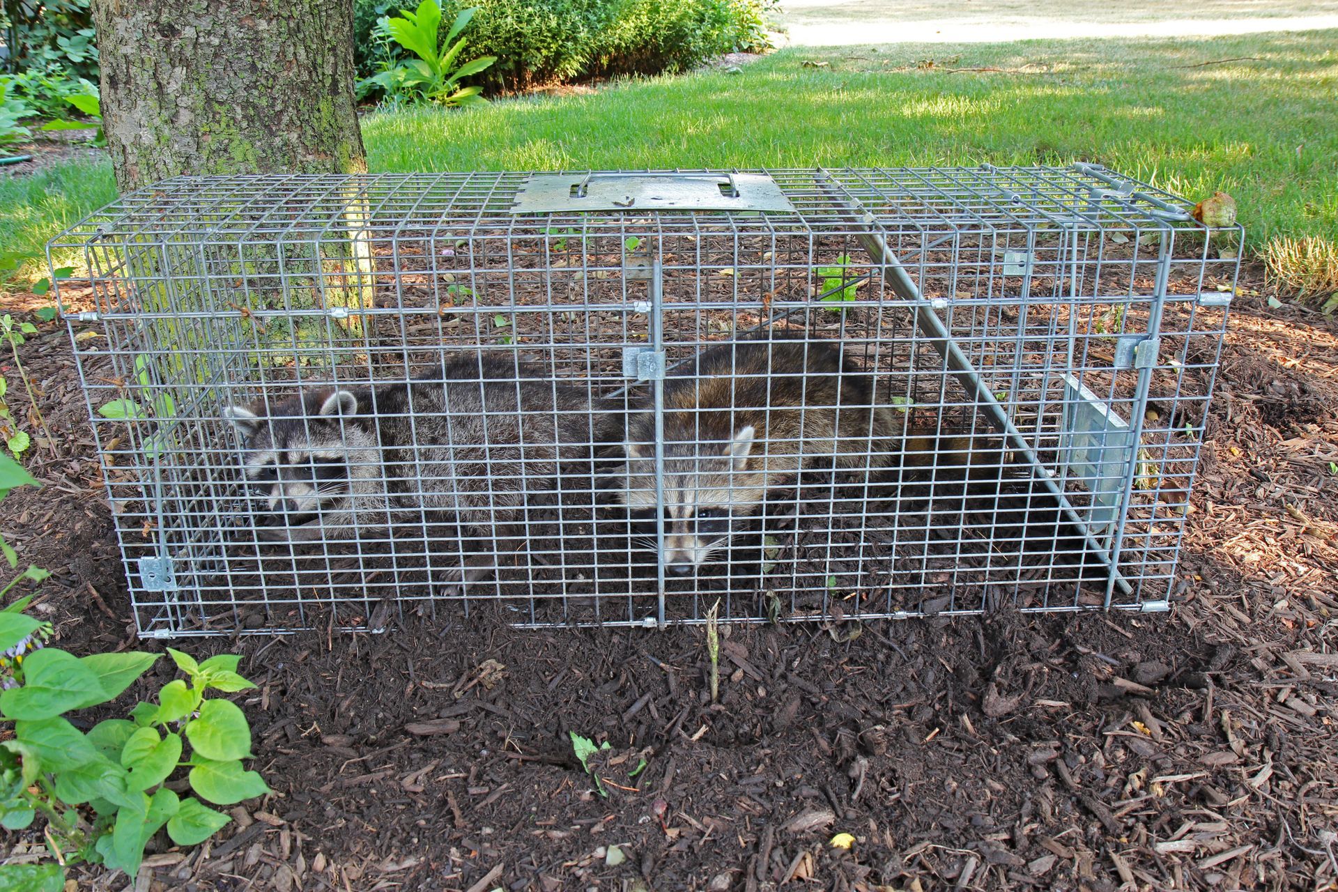 Raccoon — Camdenton, MO — Ozark Pest Solutions