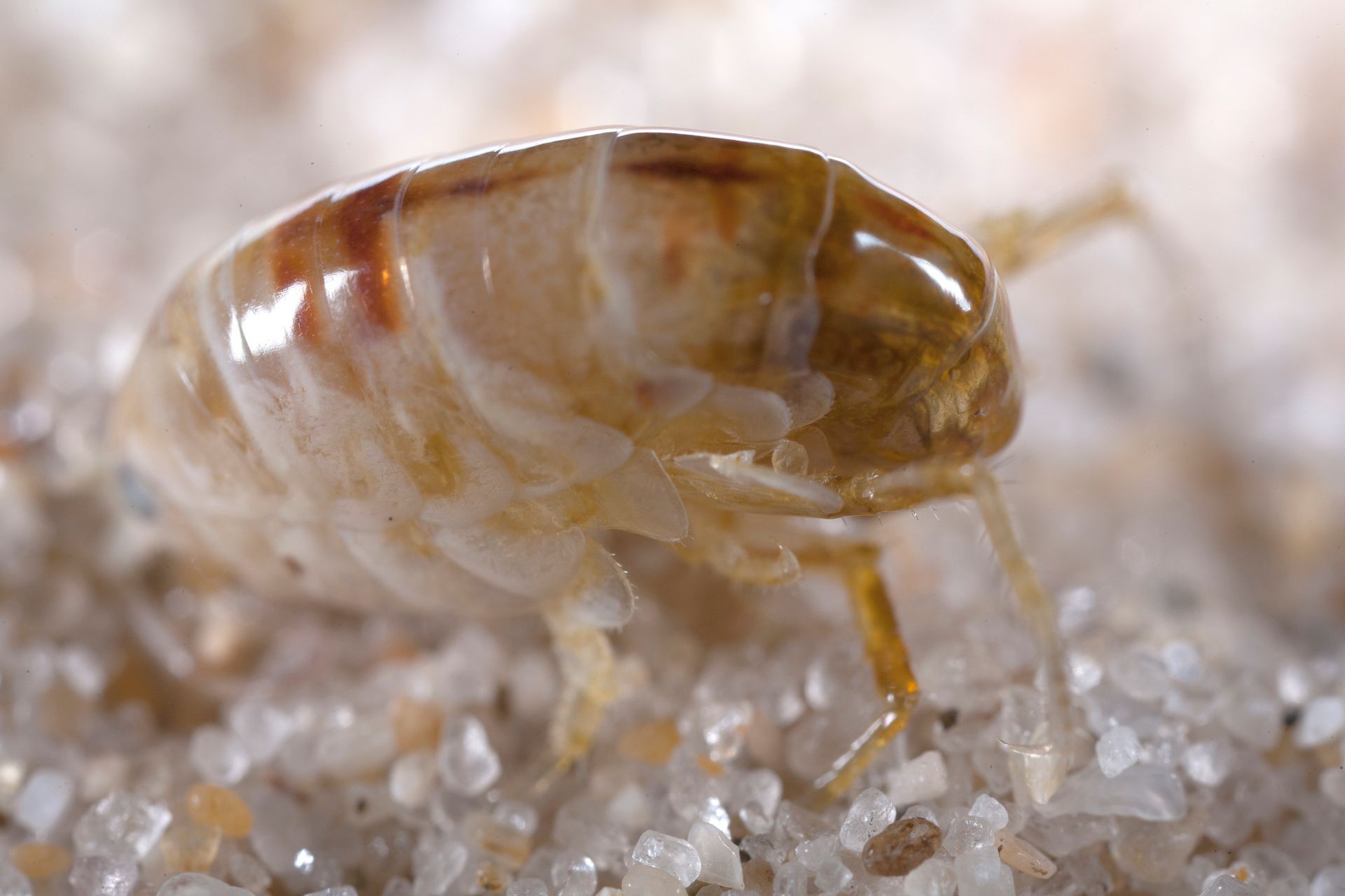 Flea Treatments — Camdenton, MO — Ozark Pest Solutions